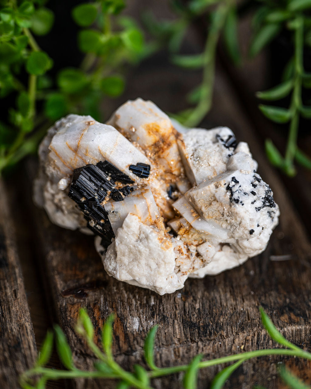 Raw, Slabs, Freeform + Fossils