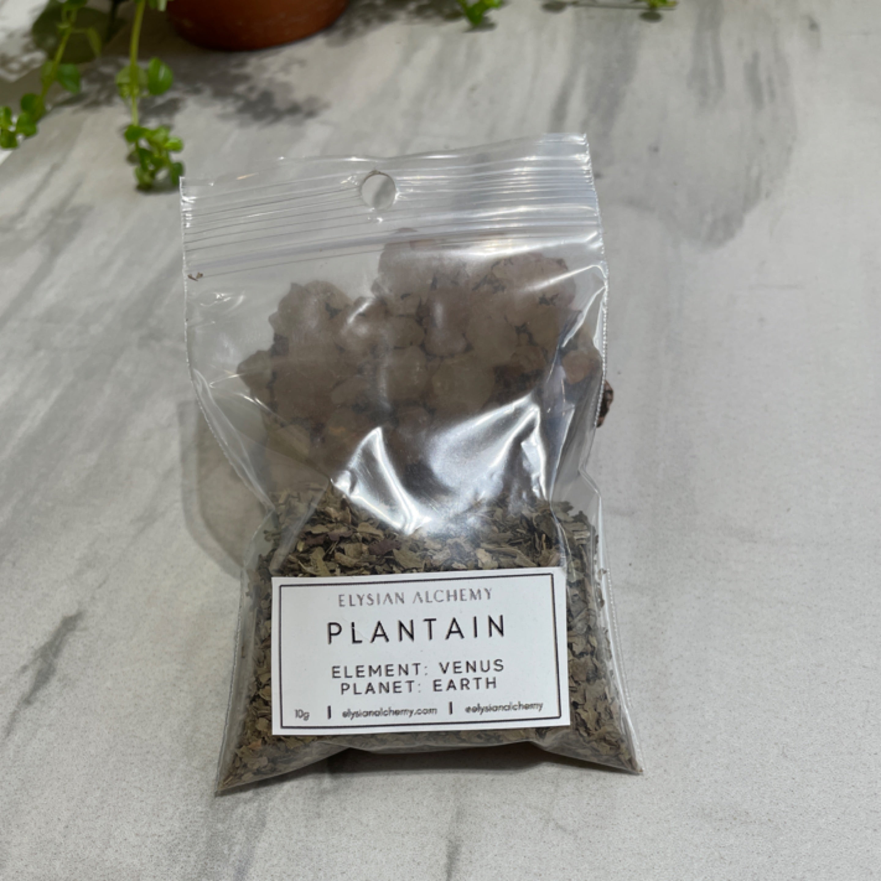 Herb - Plantain
