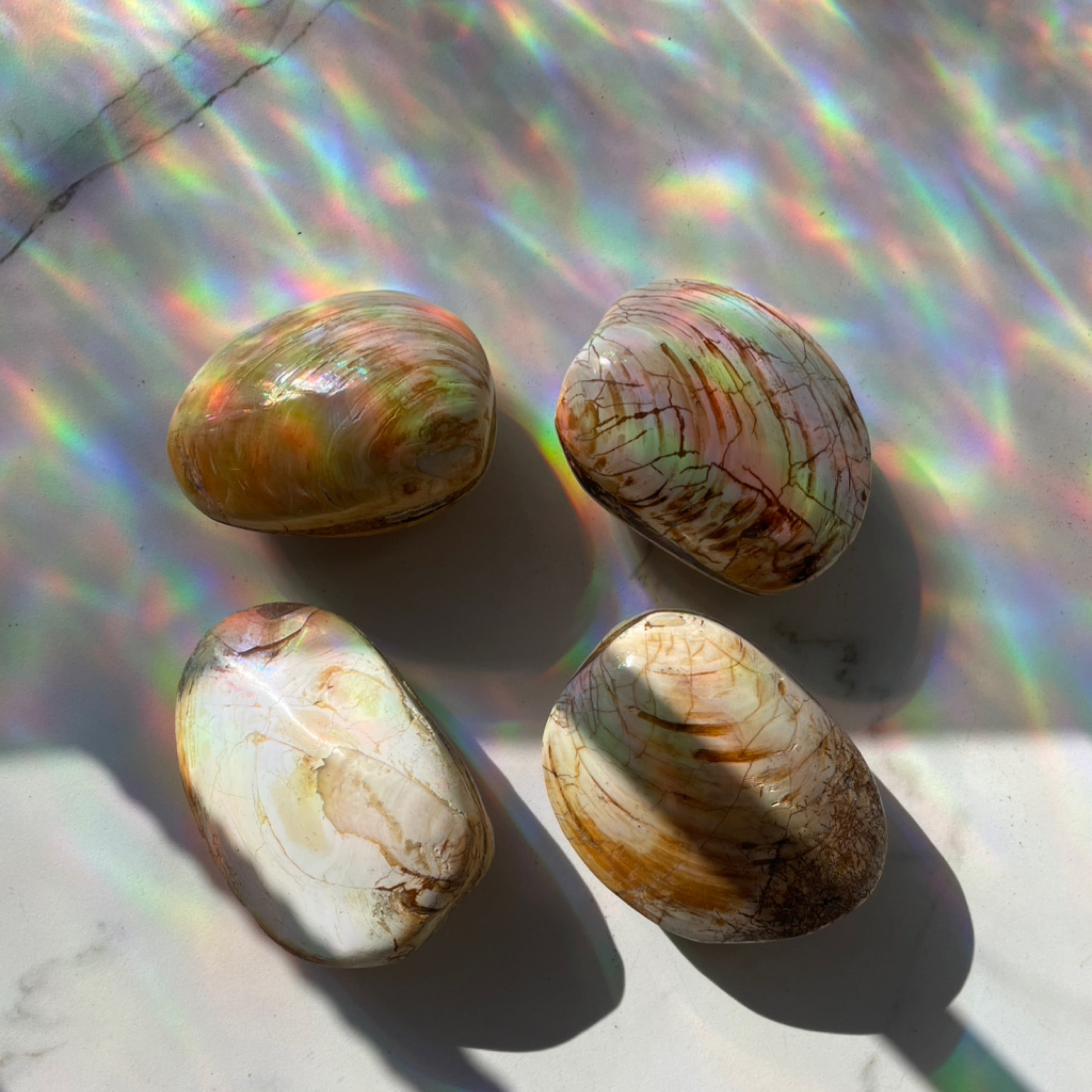 Fossilized Clam Shells