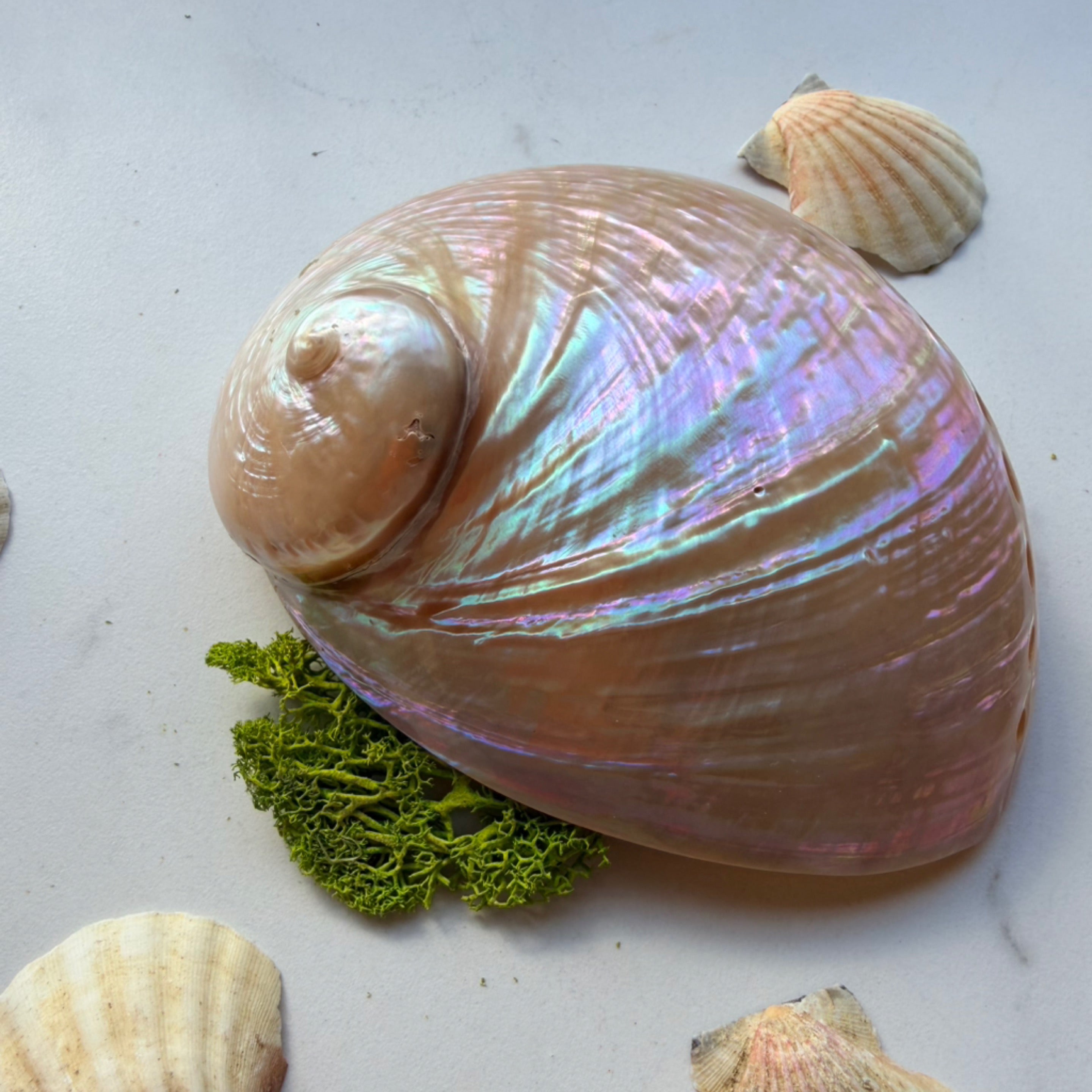 White Abalone Shell