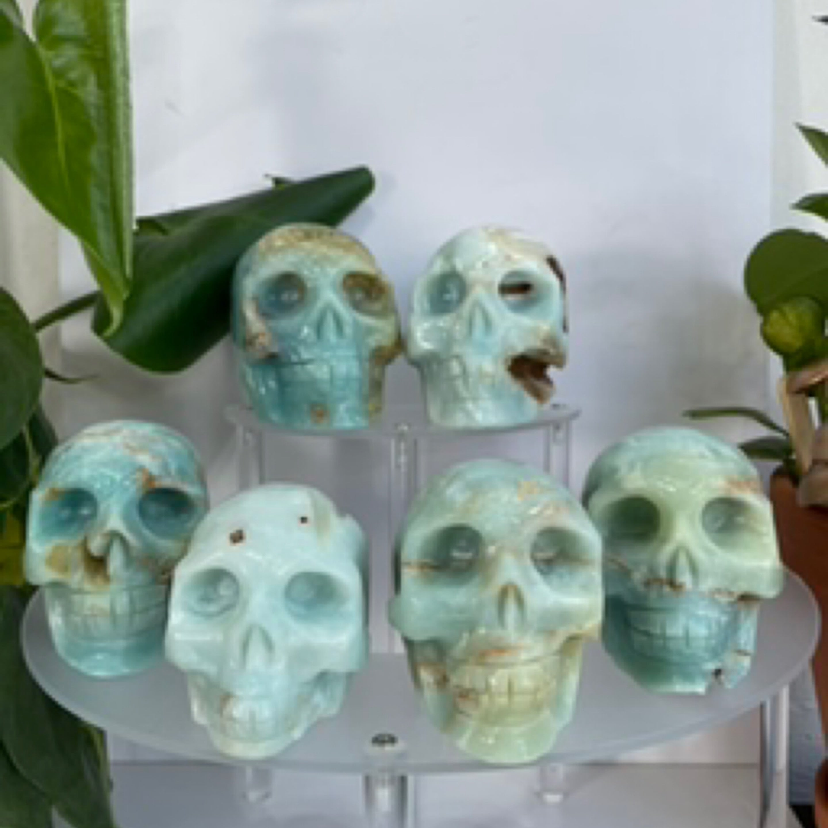 Caribbean Calcite Skull