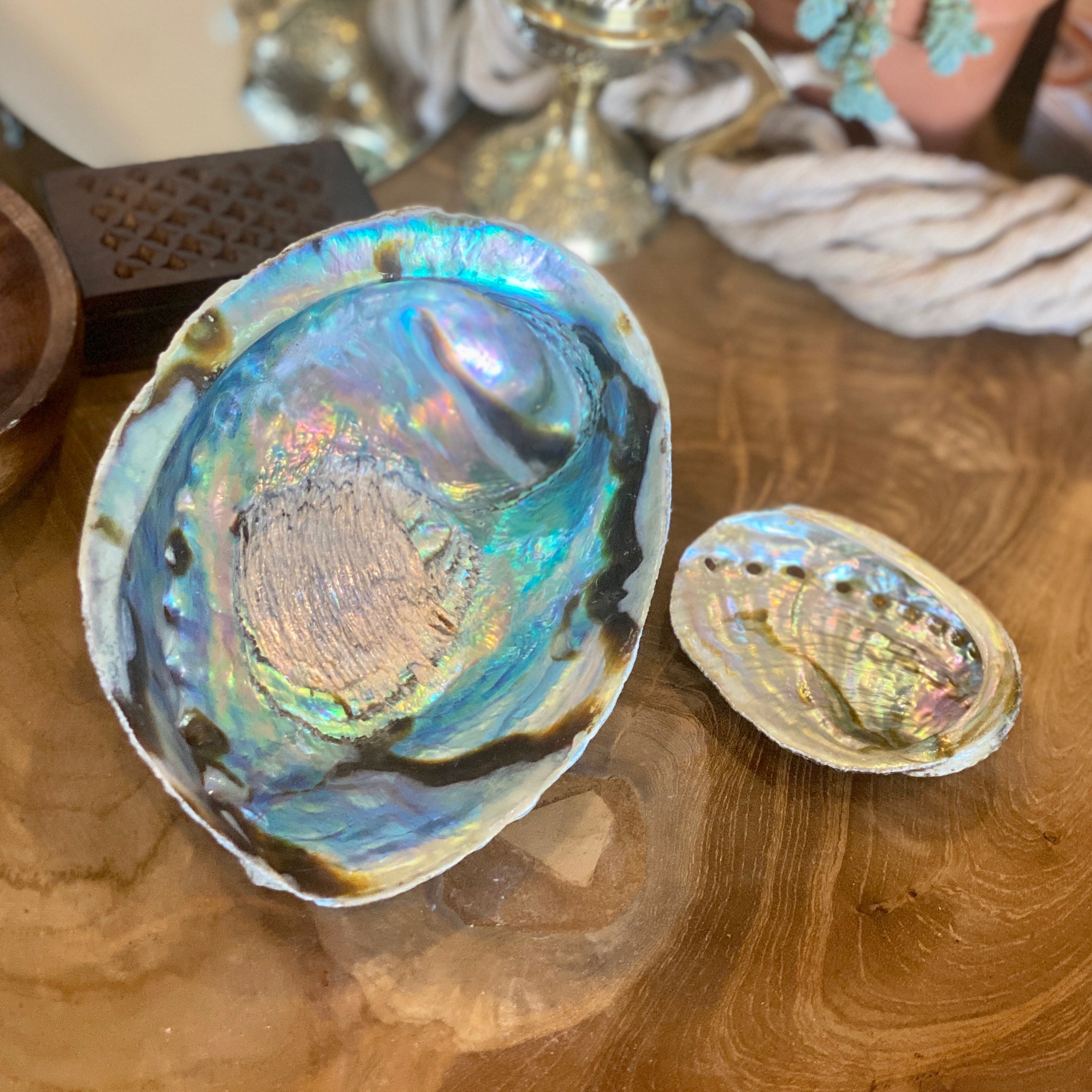 Abalone Shells