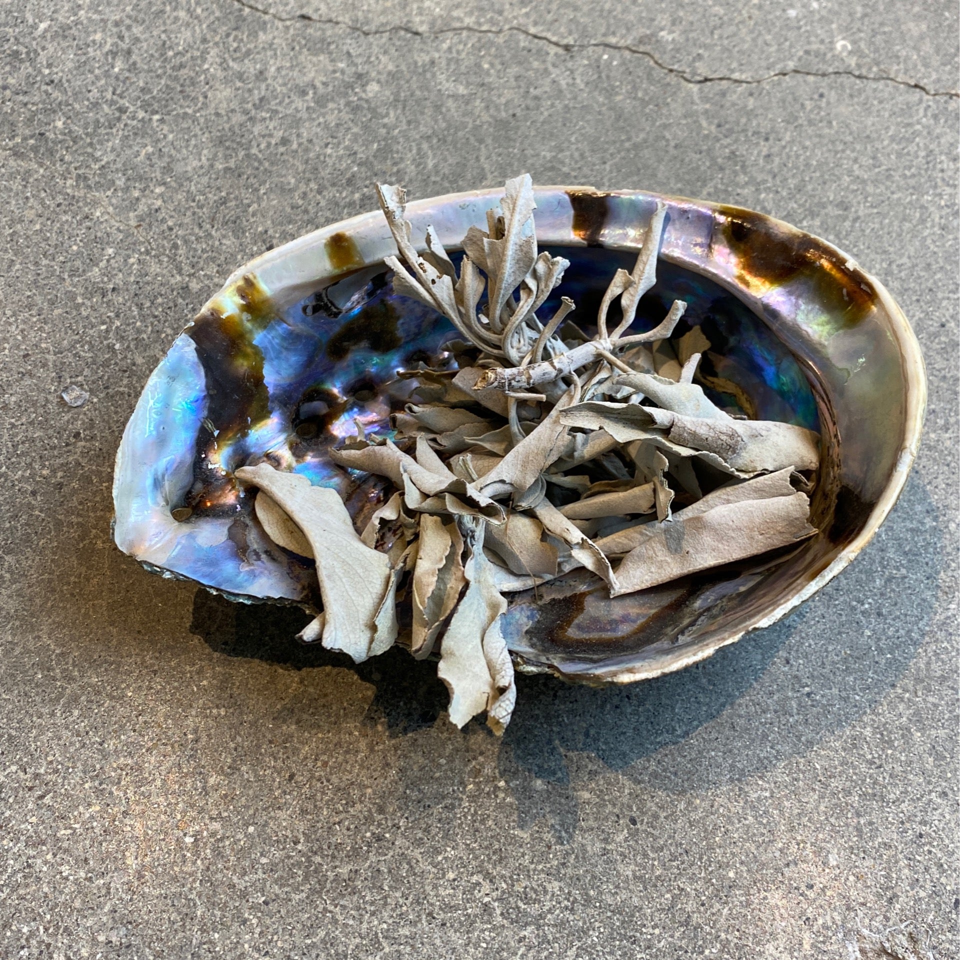 White Sage Fragments