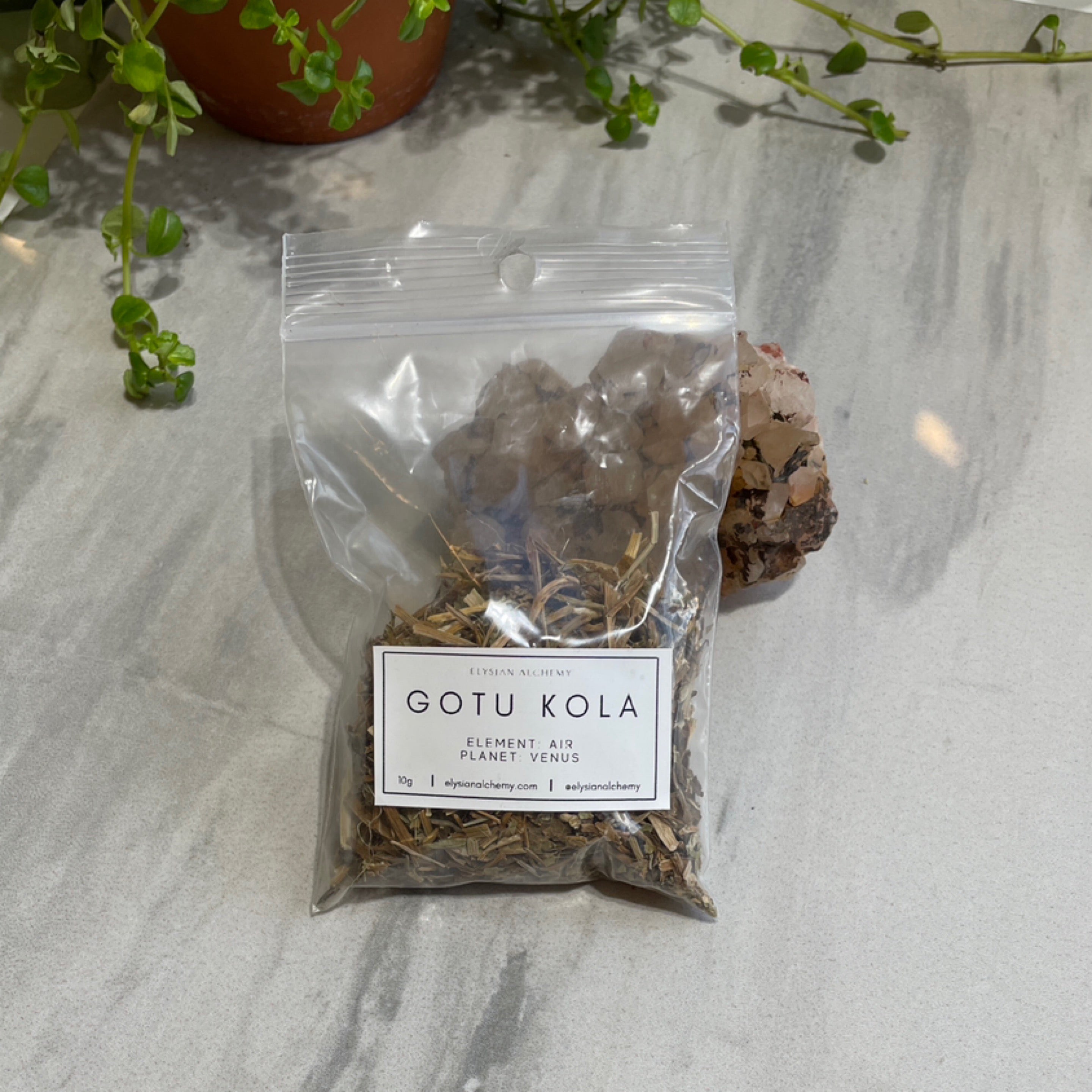 Herb - Gotu Kola