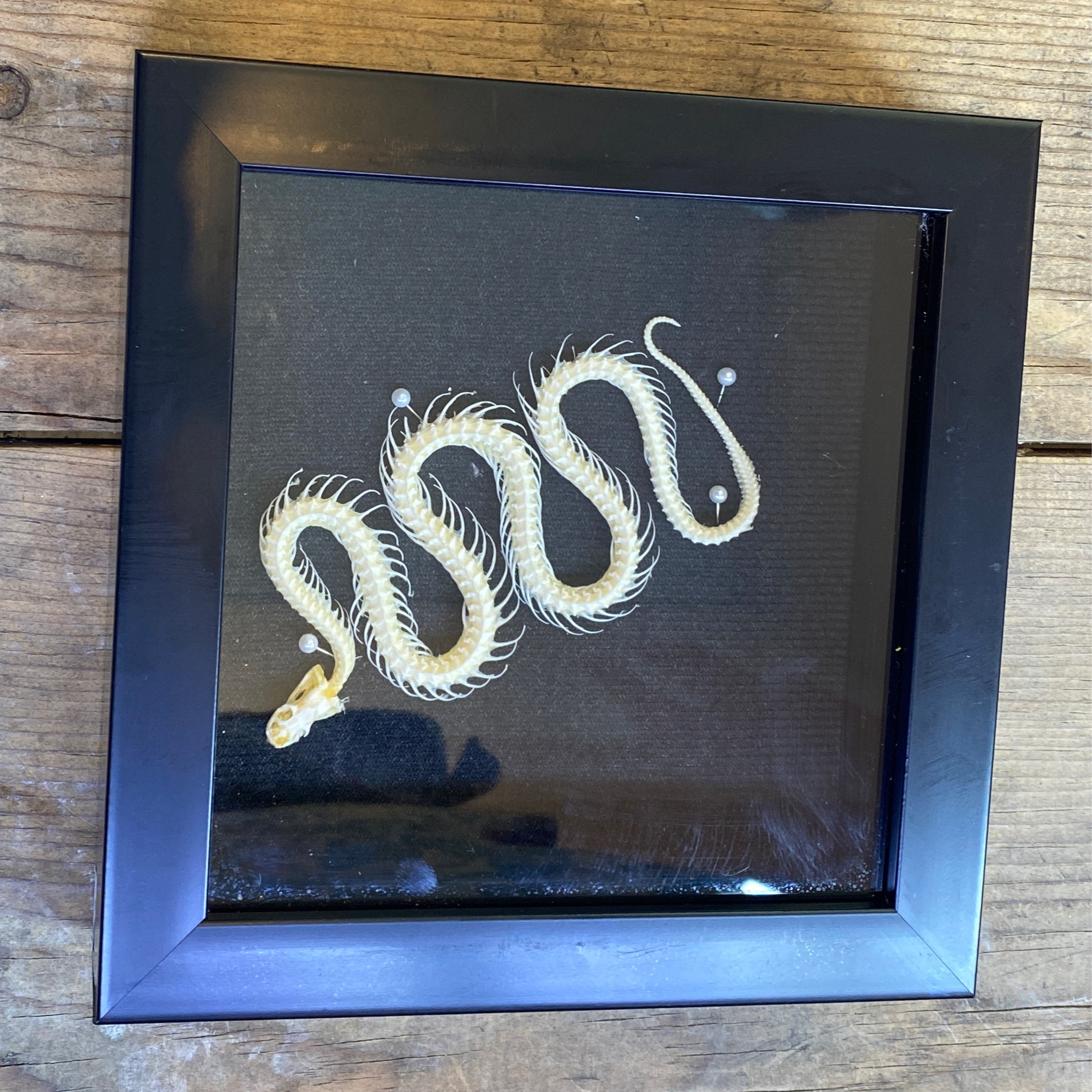 Snake Skeleton Framed