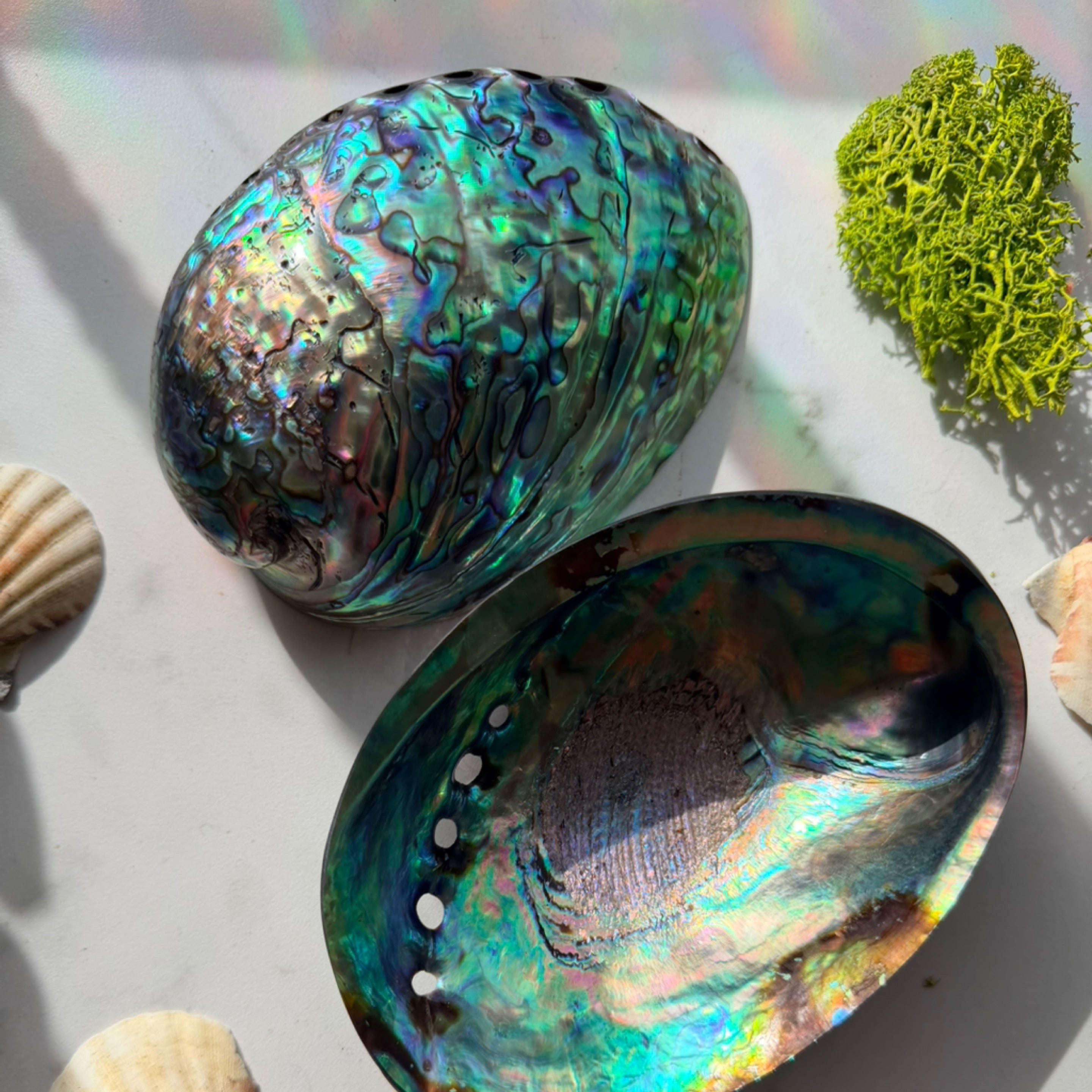 Abalone Shells
