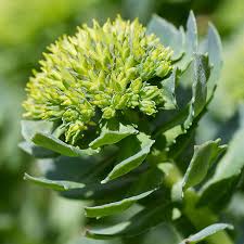 Rhodiola Herbal Tincture