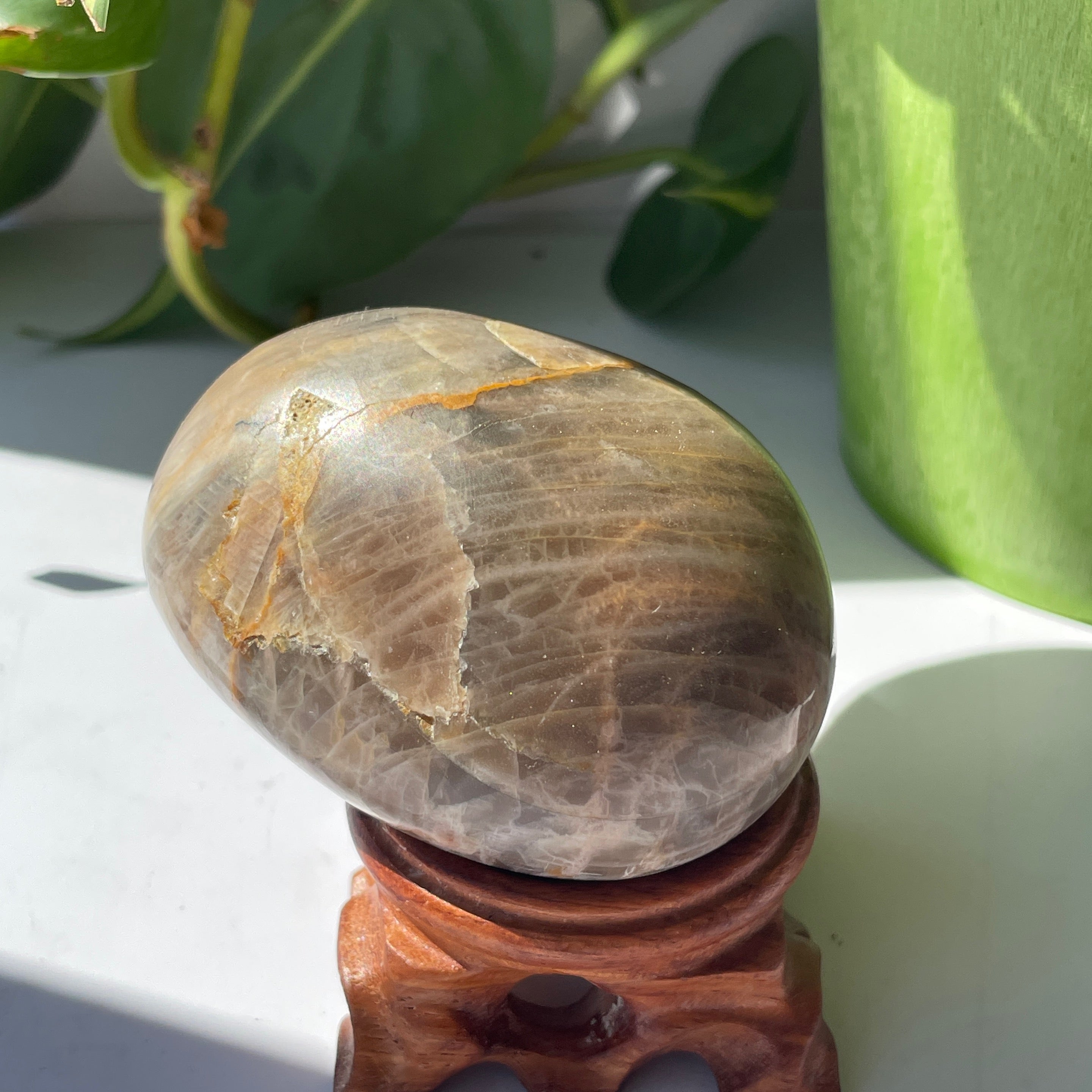 Black Moonstone Palm