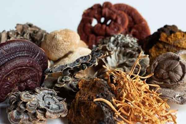 7 Mushroom Tincture