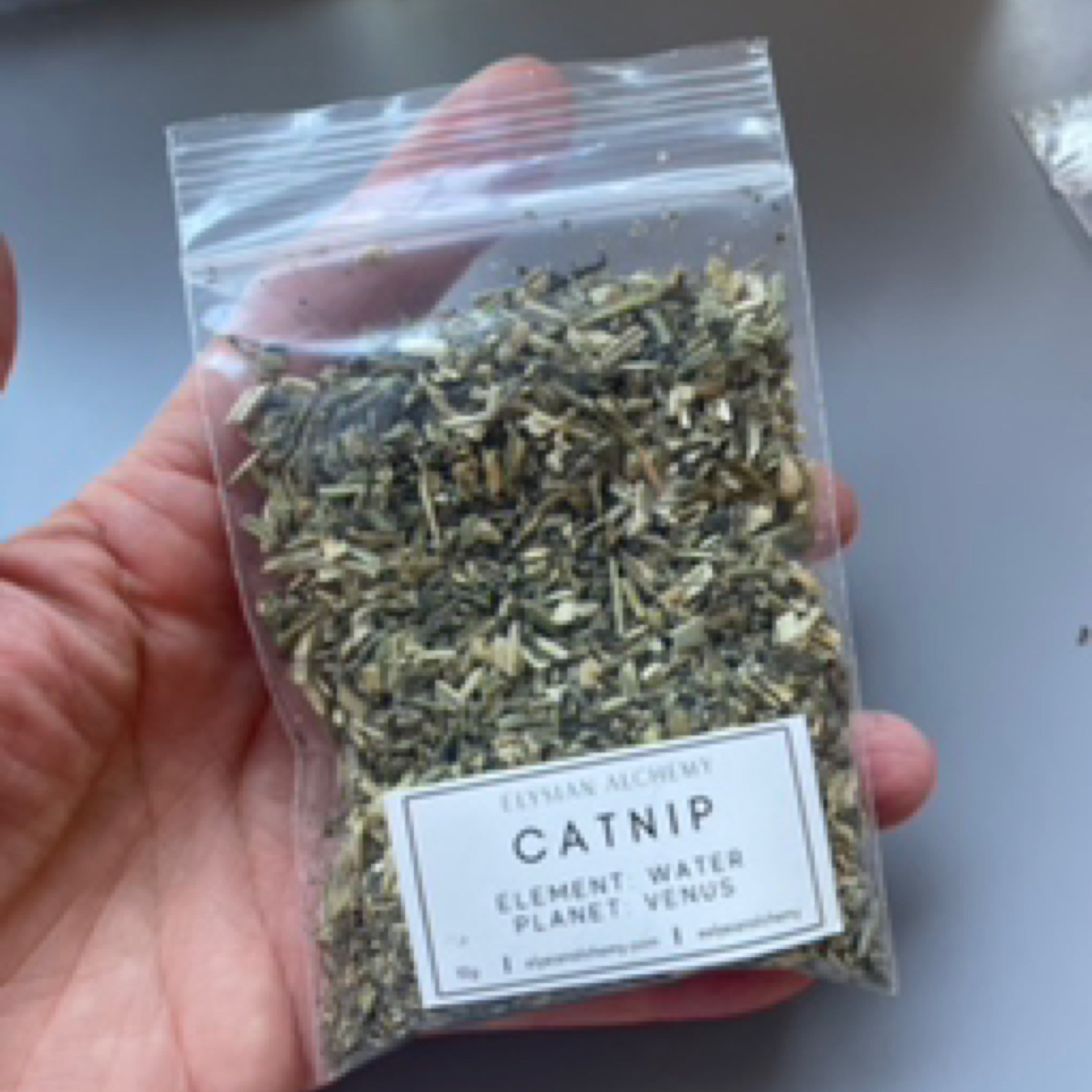 Herb - Catnip