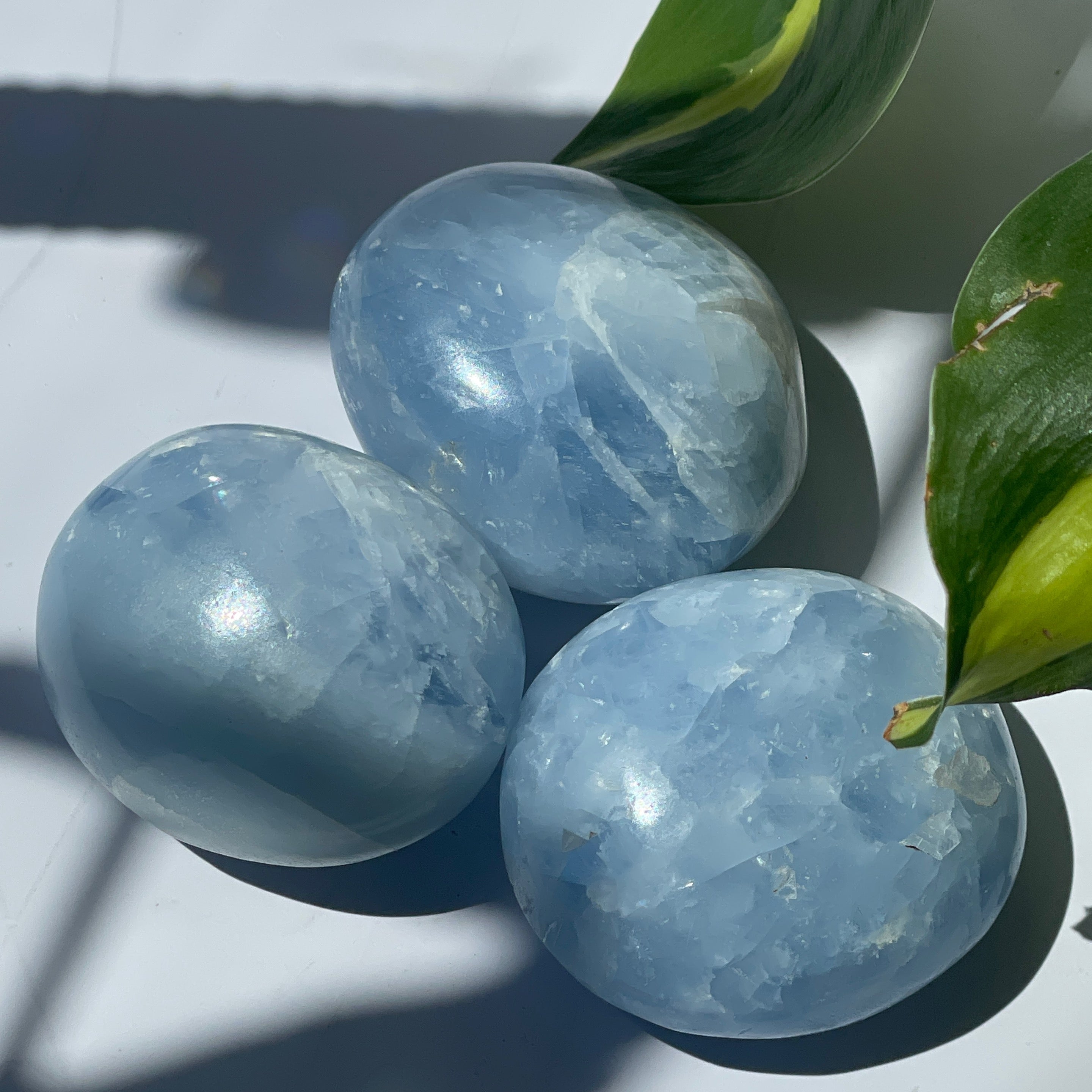 Celestite Palms