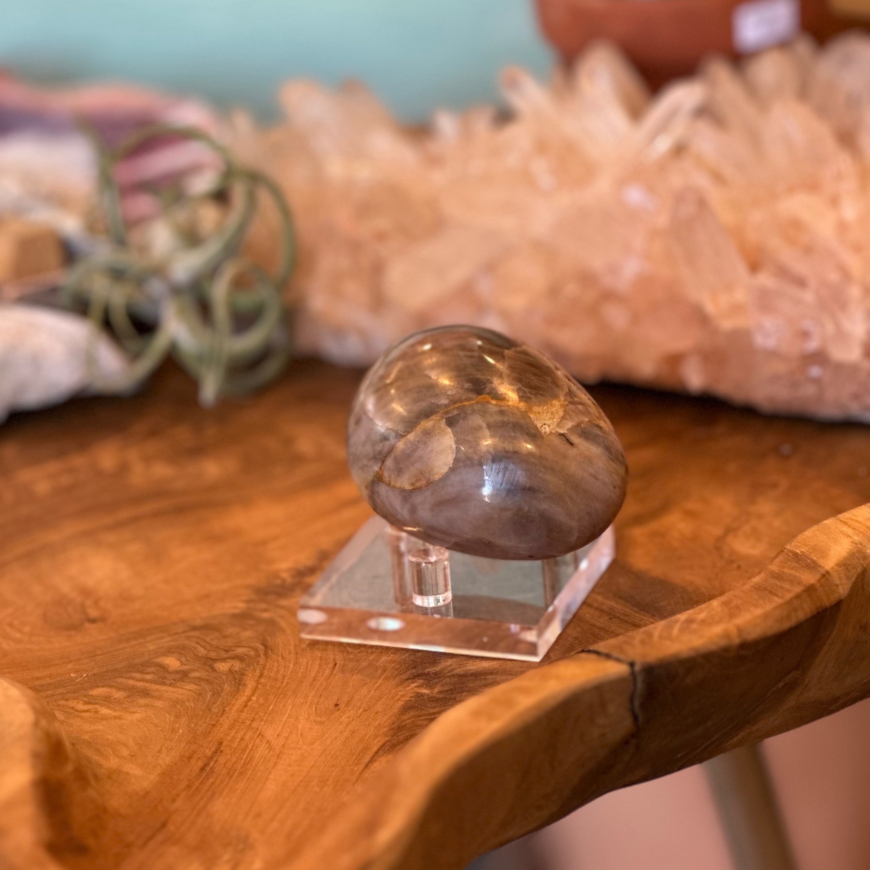 Black Moonstone Palm