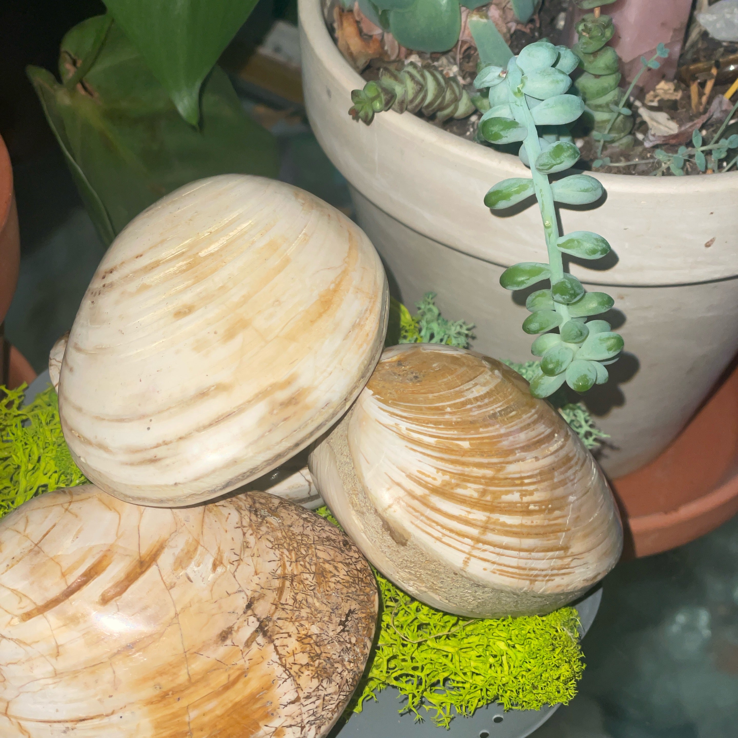 Fossil Clam Shell