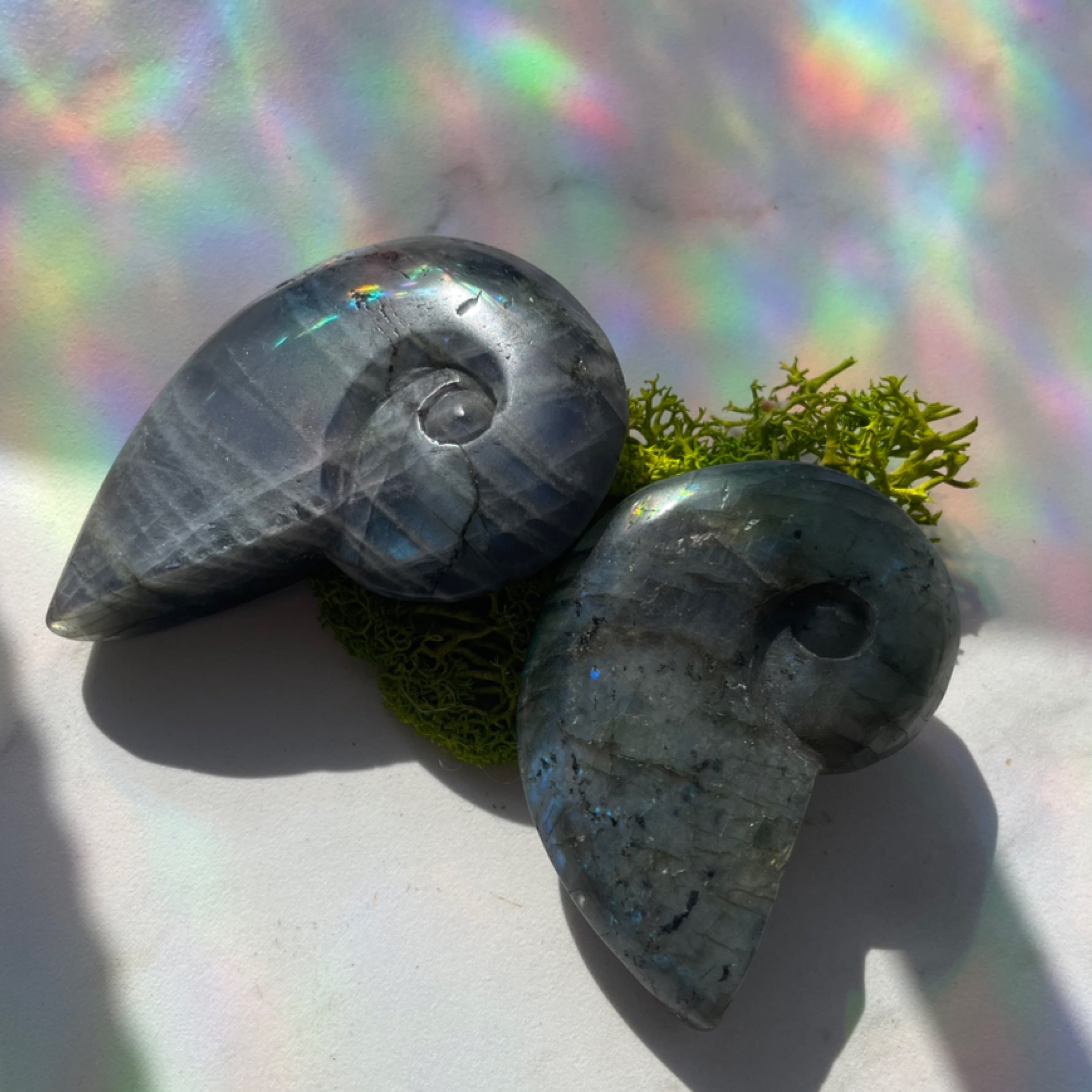 Labradorite Sea Shells