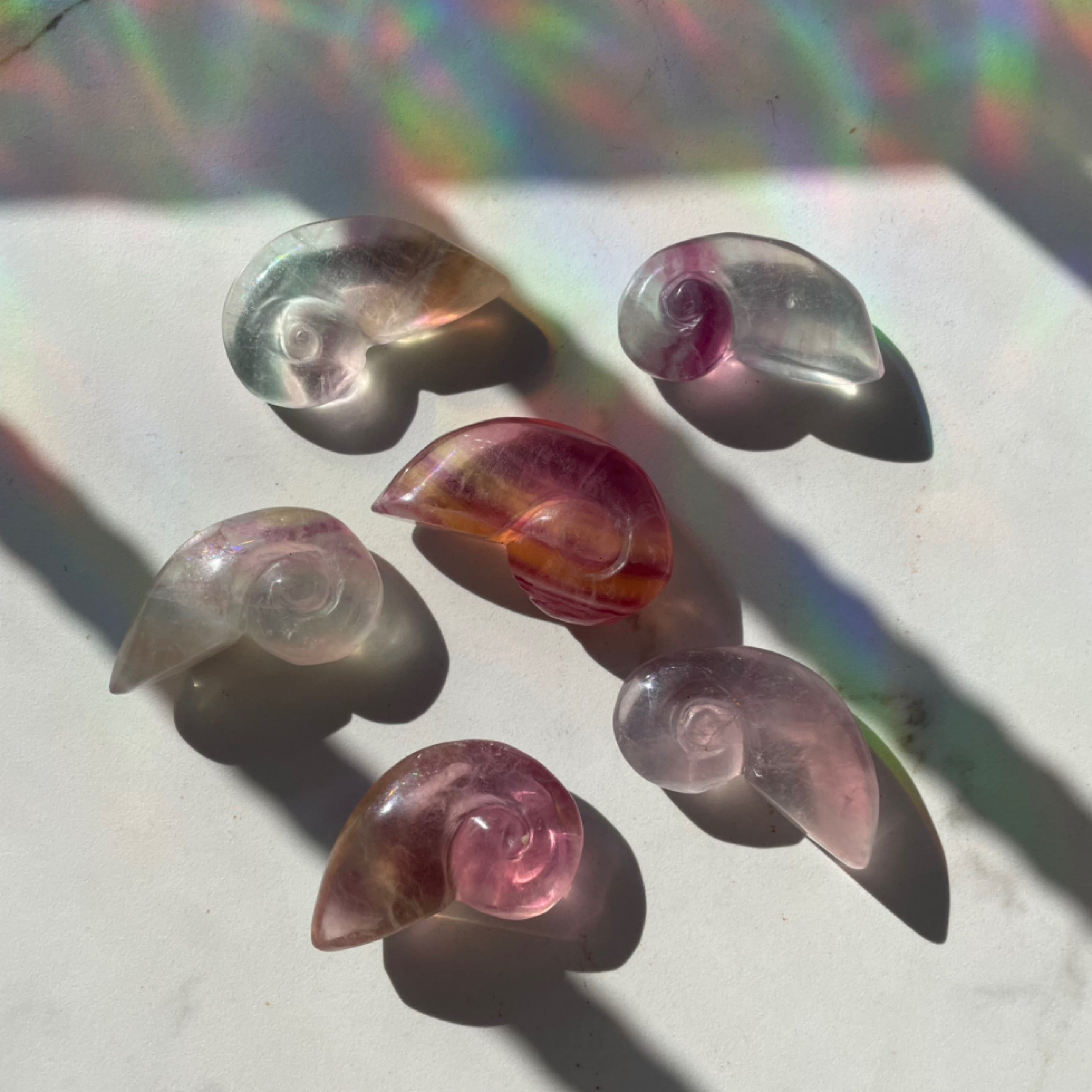 Fluorite Sea Shells