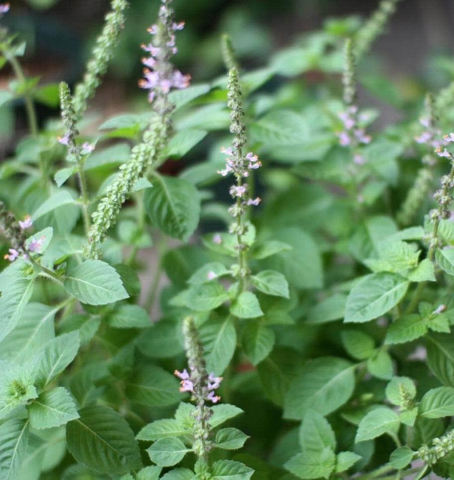 Holy Basil (Tulsi Krishna) Herbal Tincture