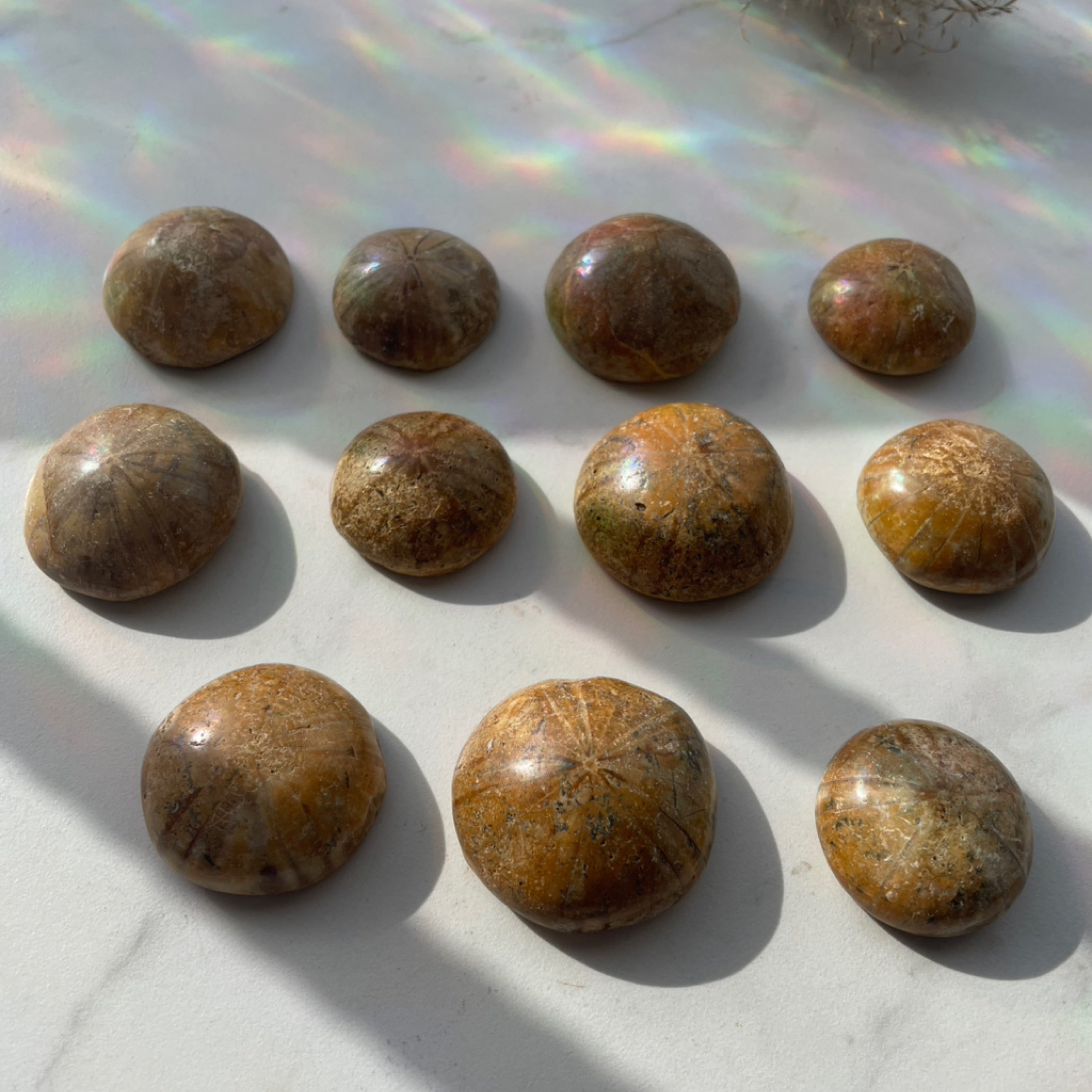 Fossilized Sand Dollar