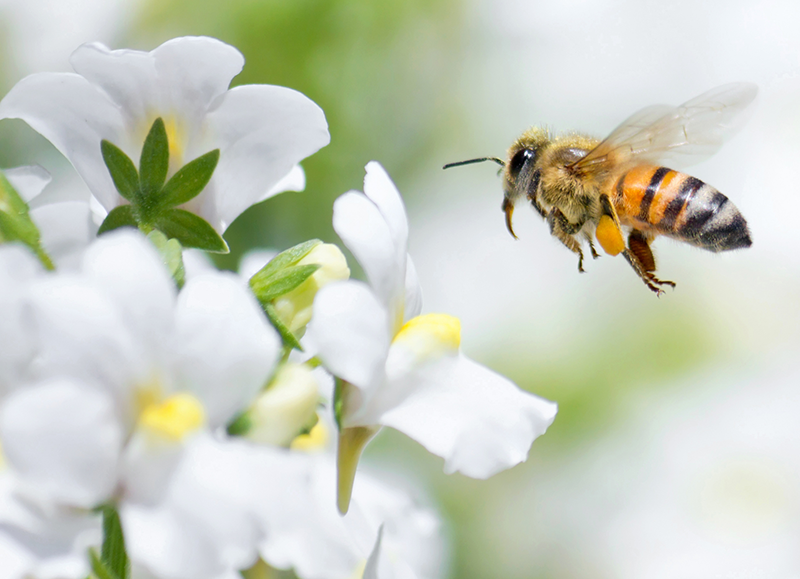 Bee Pollen Herbal Tincture: 50ml