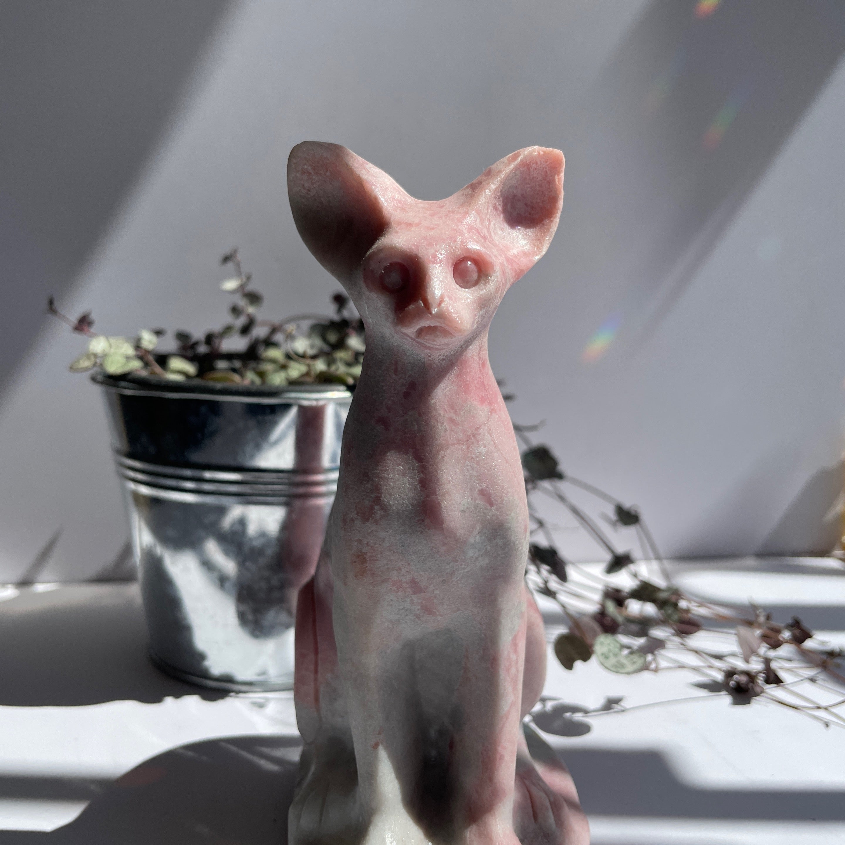 LG Pink Opal Sphinx Cat