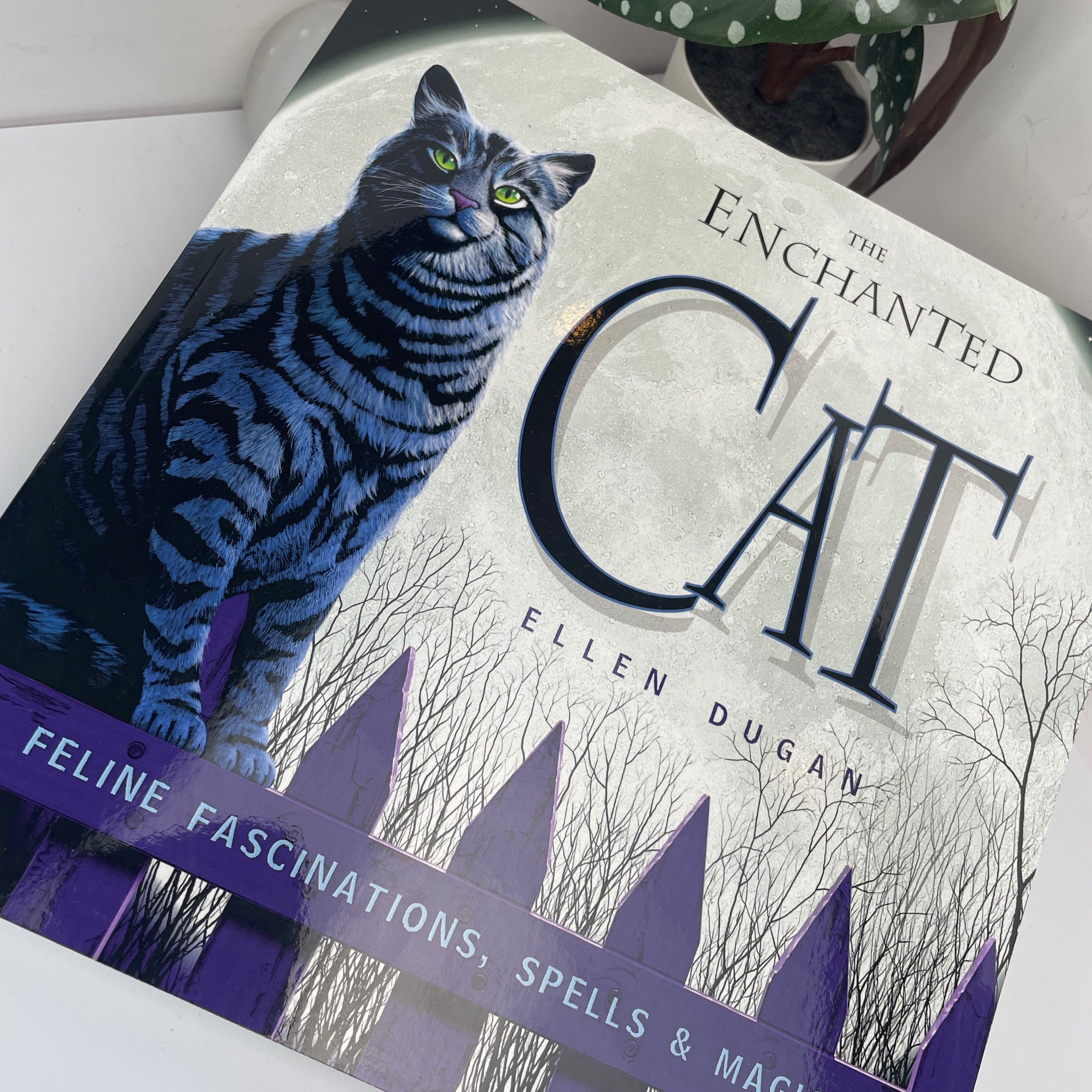 The Enchanted Cat