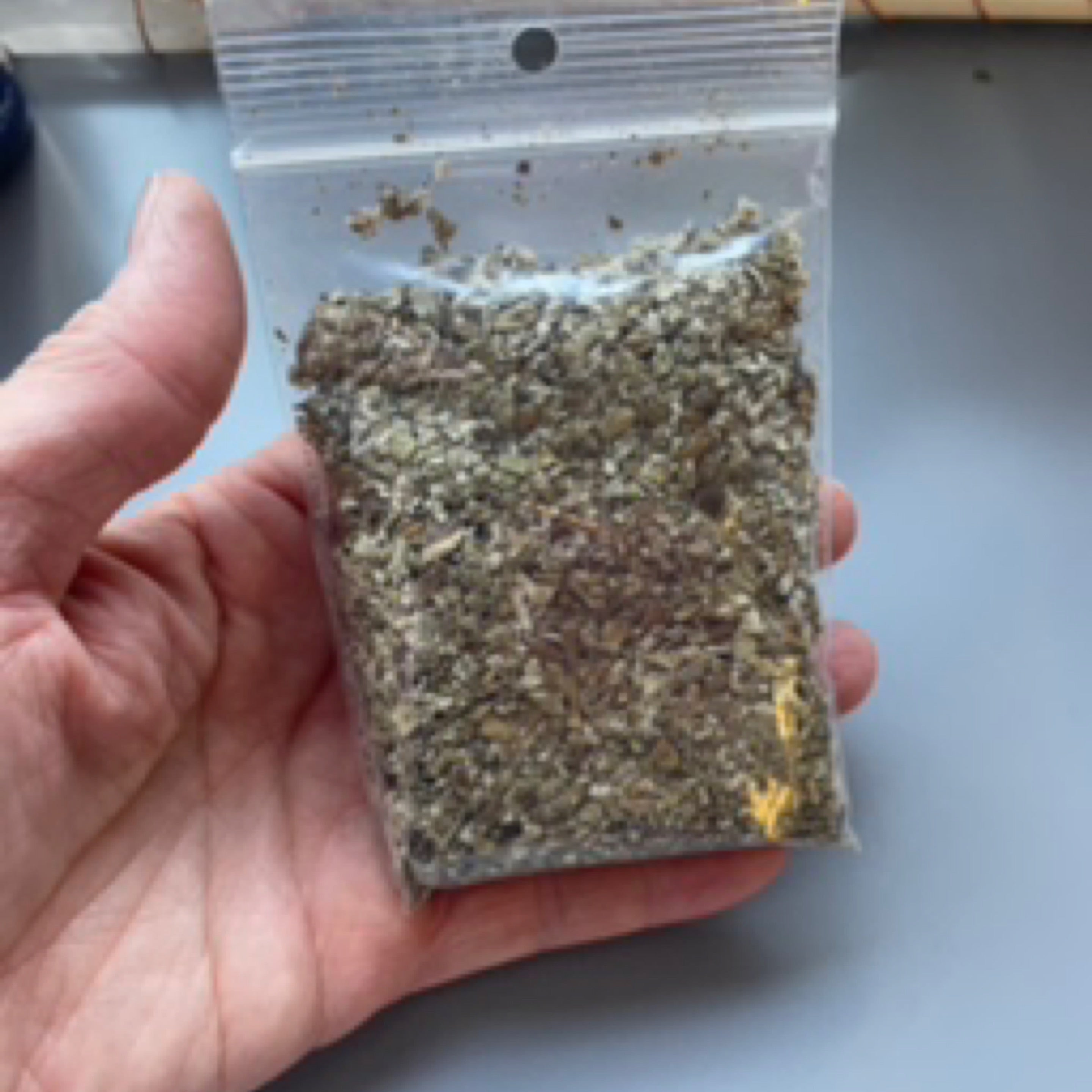 Herb - Coltsfoot