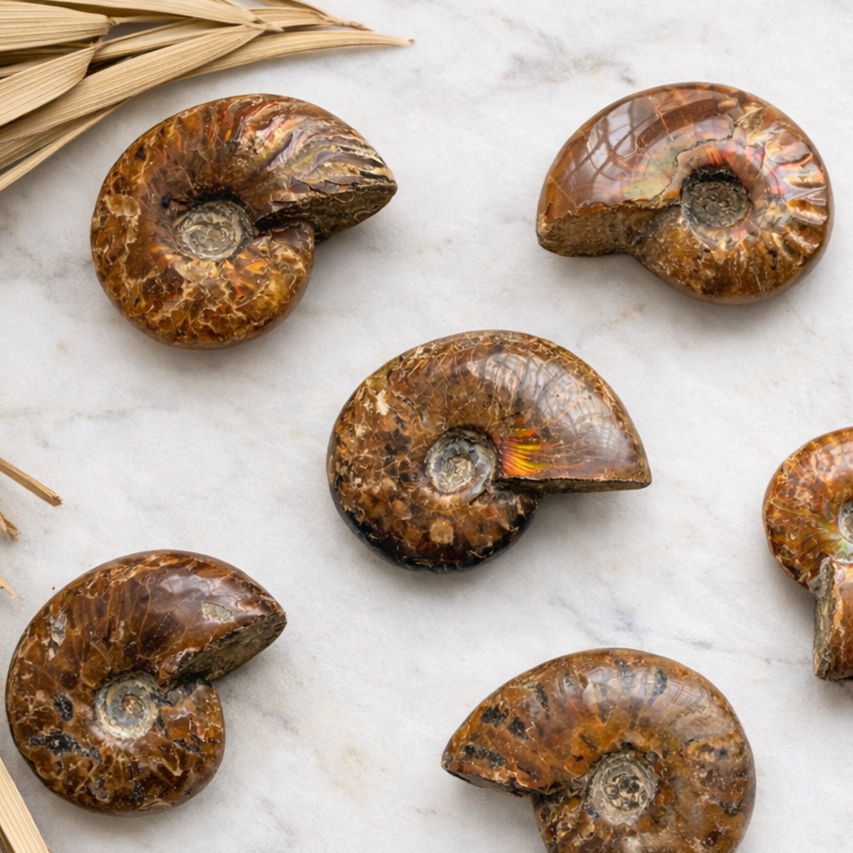 Ammonite